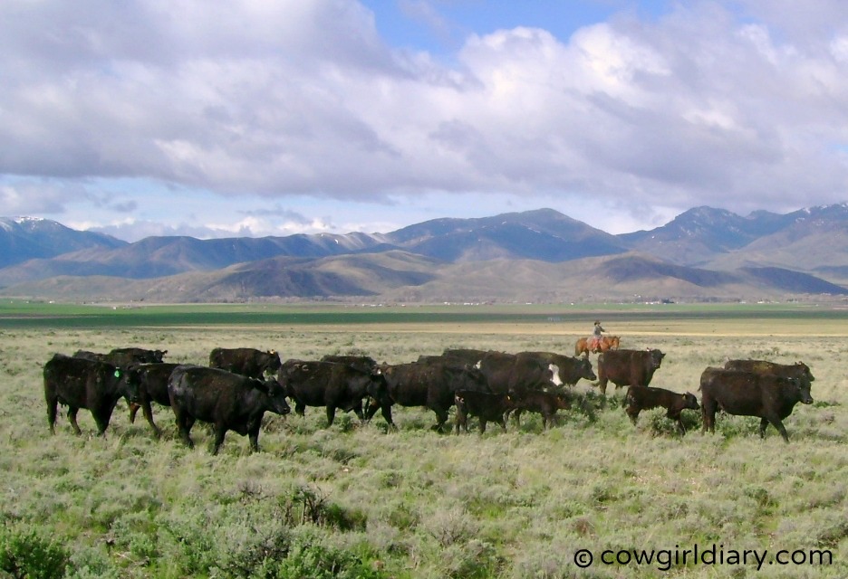 Karmen Lewis Driving Cattle On A Ranch In Idaho