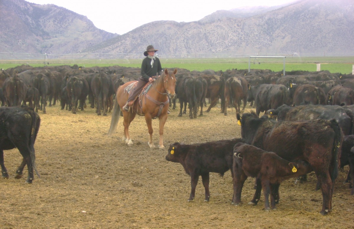 Karmen Lewis of Lewis Ranch, Working Cattle in the Mountains of Idaho