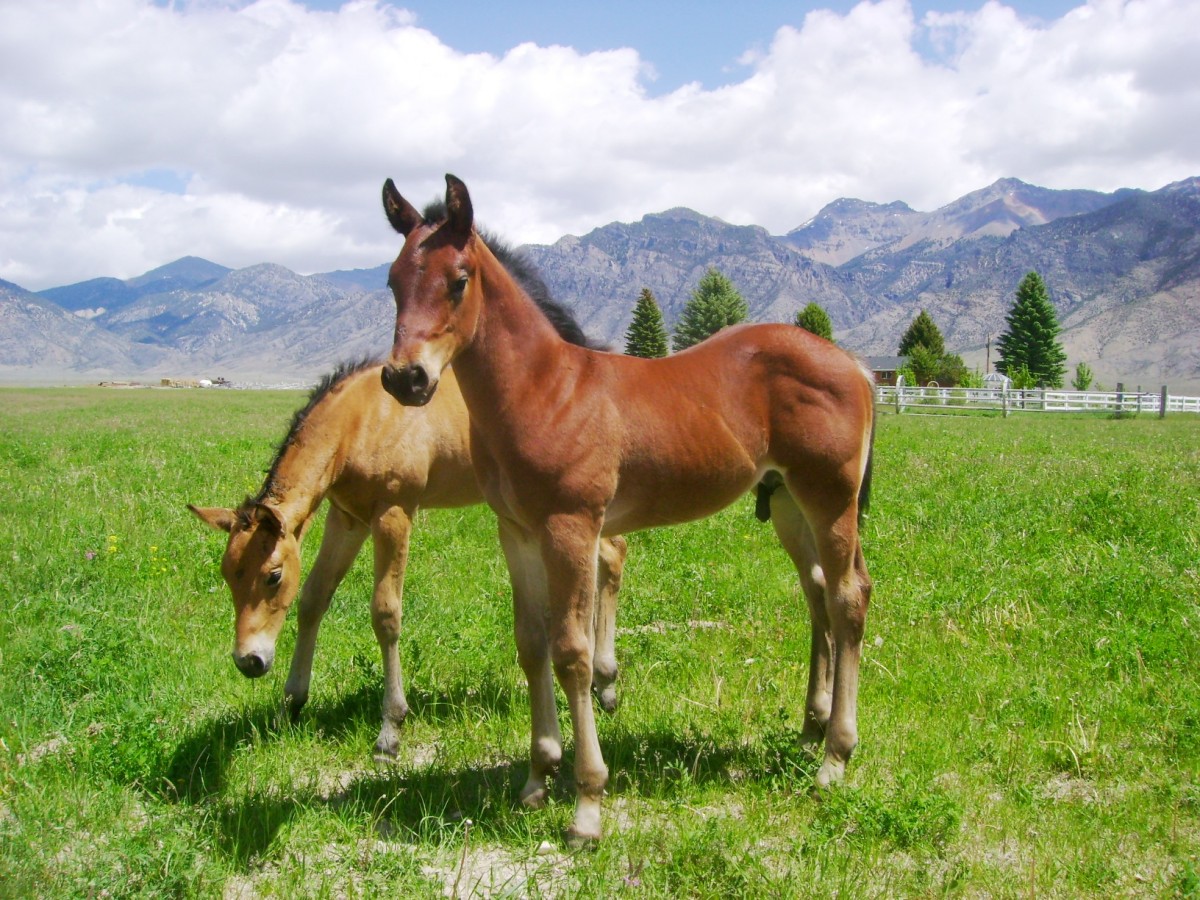 New Foals on the Ranch