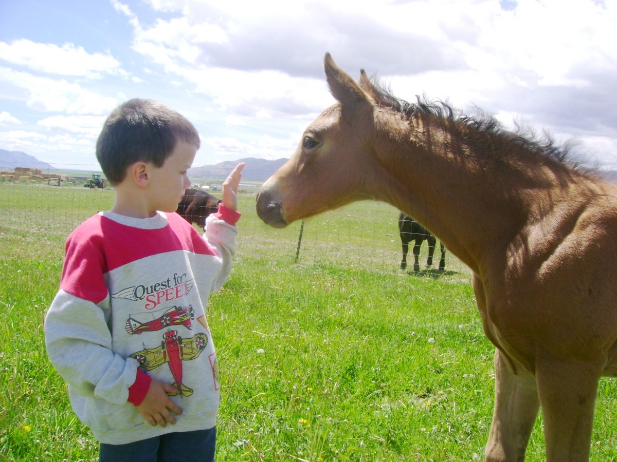 Meeting the New Buckskin Horse