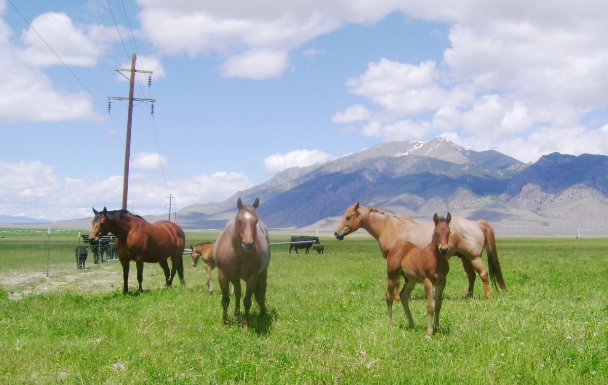 Mares and Foals at the Lewis Ranch in Idaho