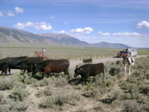 Driving Cattle in the Mountains