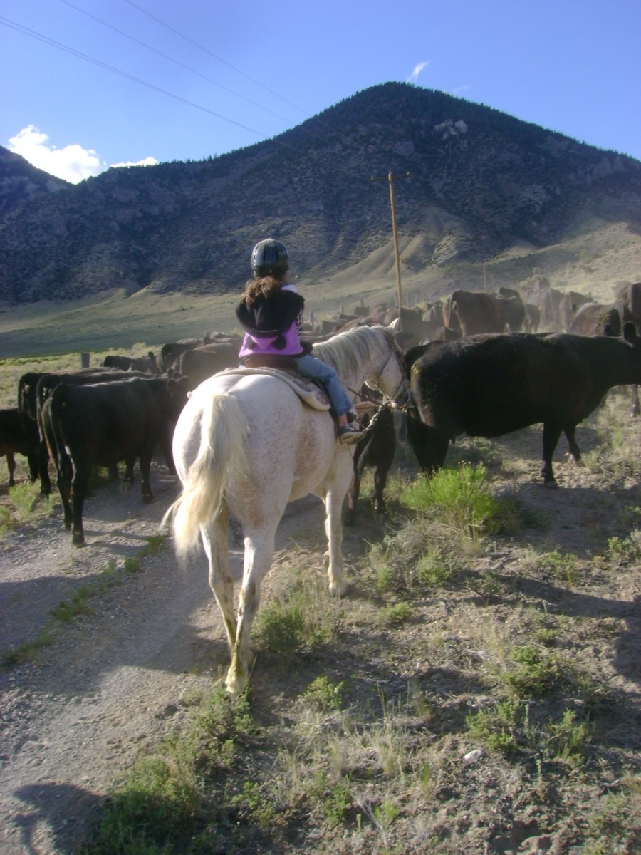 Our little girl riding Frosty on the cattle drive