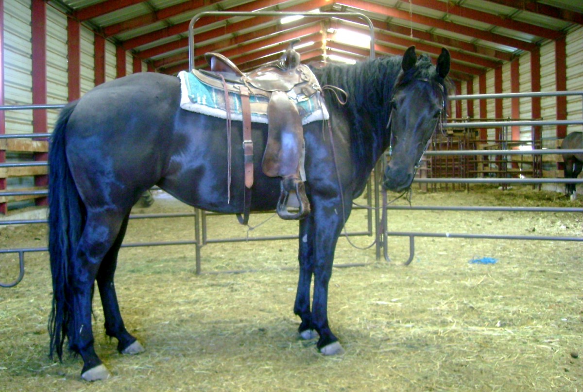 Riding A Black mare for the first time