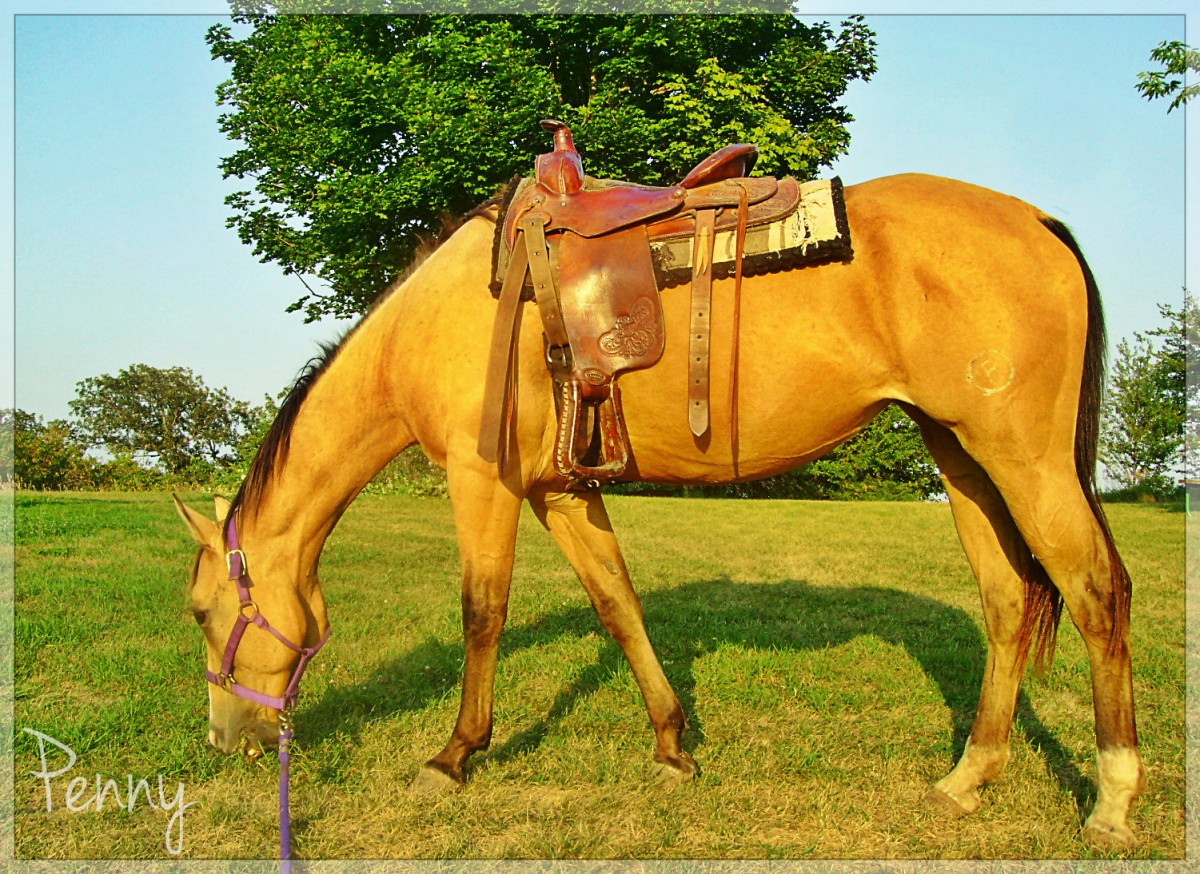 My Buckskin Mare Penny