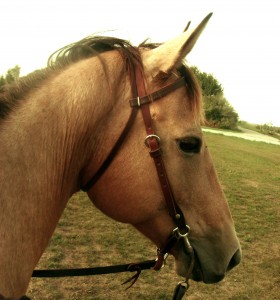 My Buckskin Mare Penny