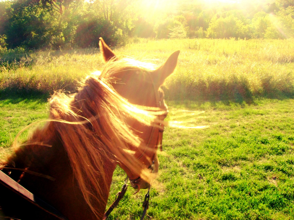 Trail Riding on Daisy