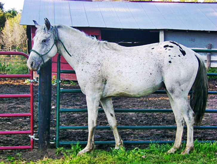 Milo Appaloosa Gelding