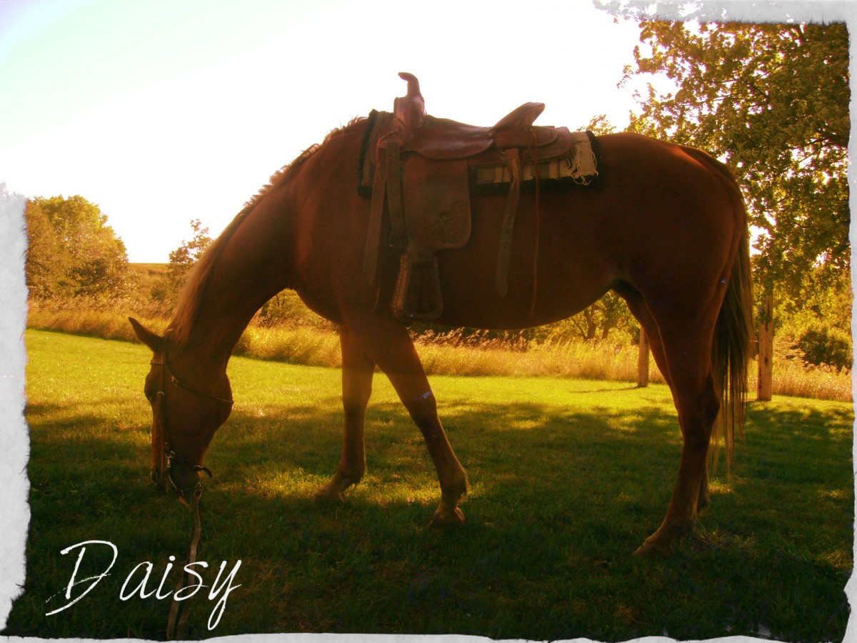 My Mare Daisy