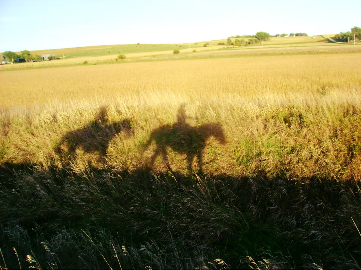 Horseback Riding - Horse Shadows