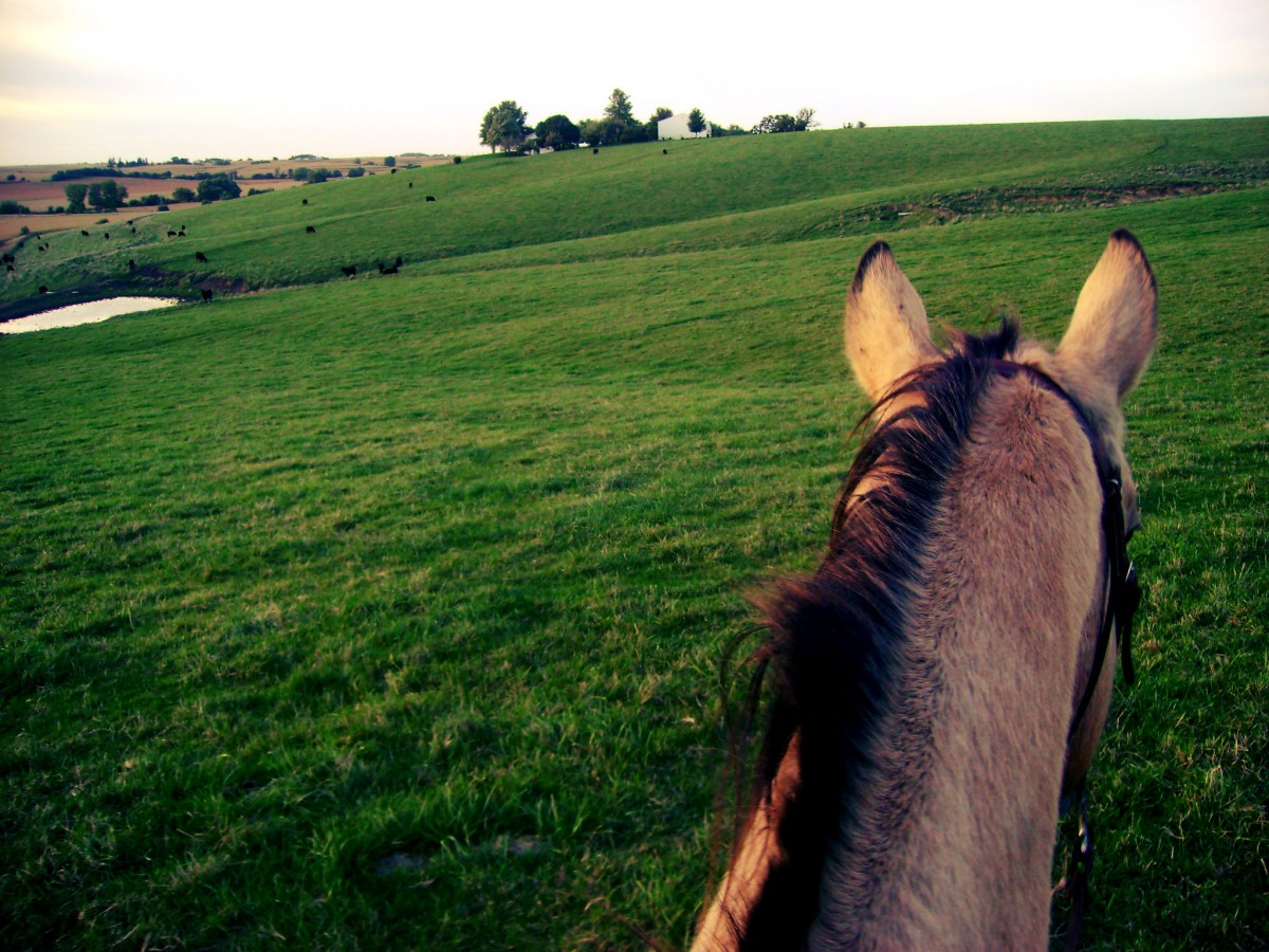 Horseback Riding in Fall