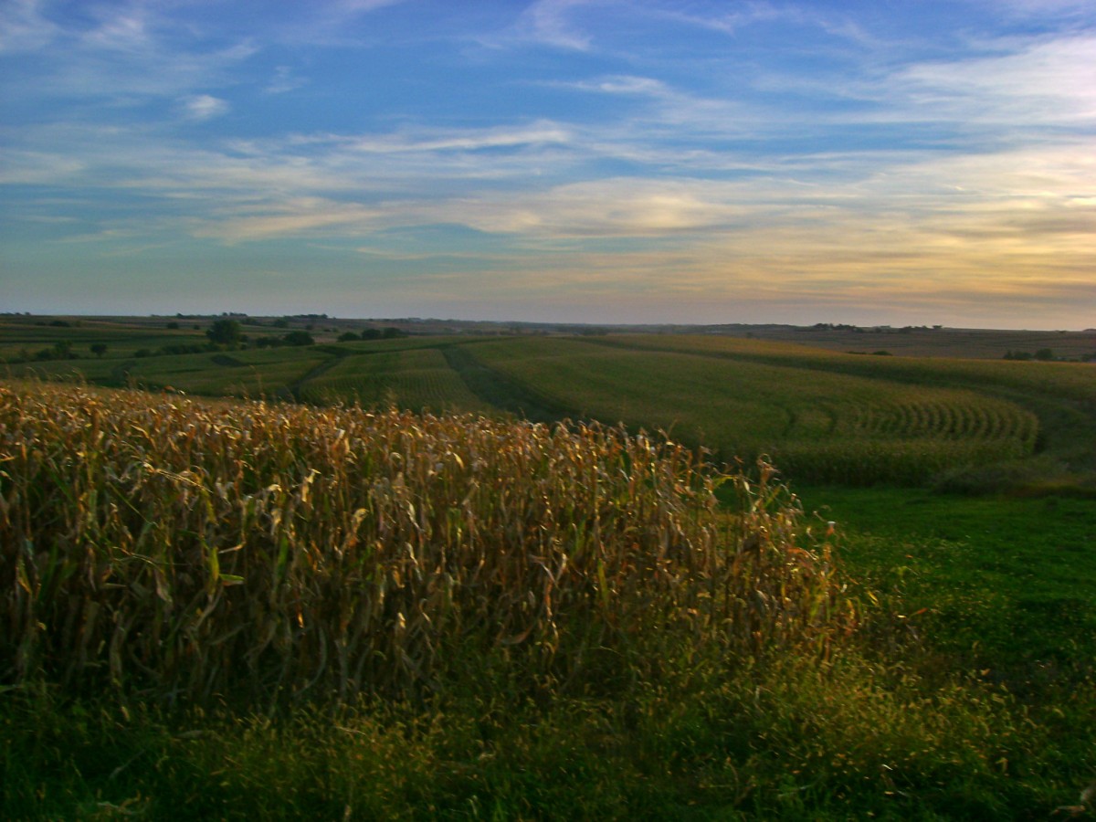 Iowa Cornfields At Harvest Time