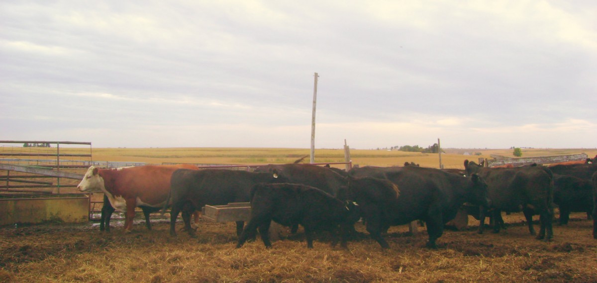 Raising Beef Cattle in Iowa