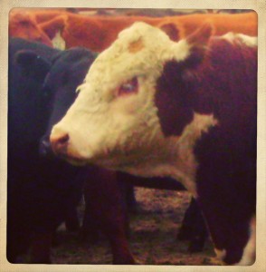 Hereford Bull