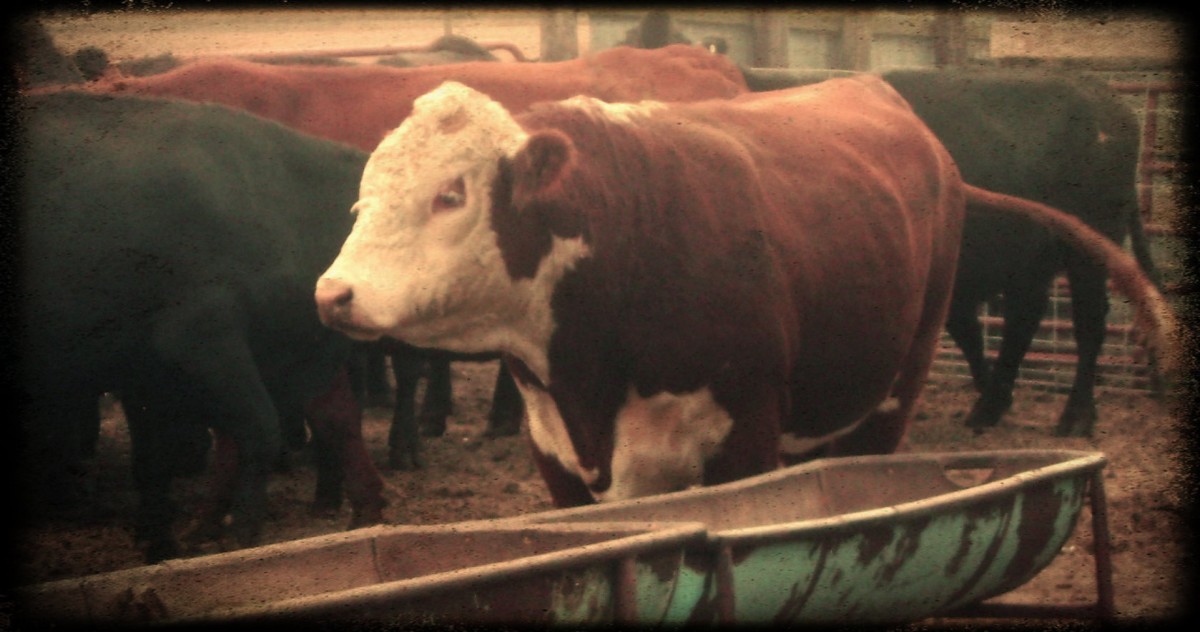 Hereford Bull