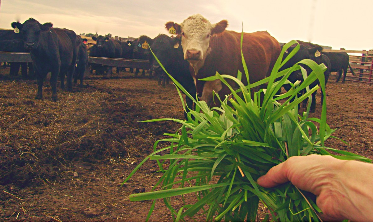 Feeding Beef Cattle