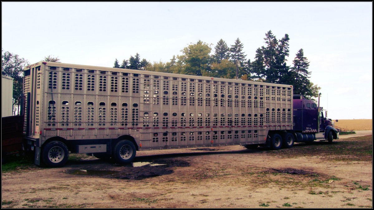 Hauling Cattle Home From Summer Pasture