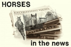 Horses In The News