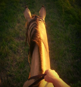 Horse Trail Ride on Penny