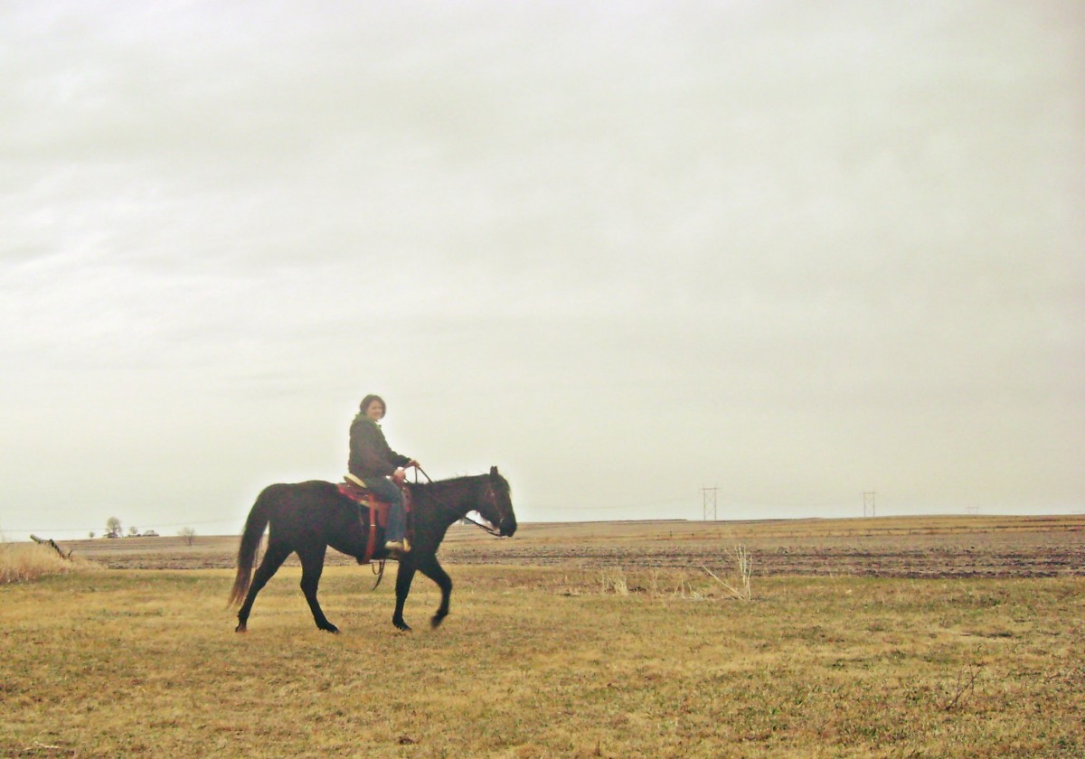 Training A Horse To Not Bite