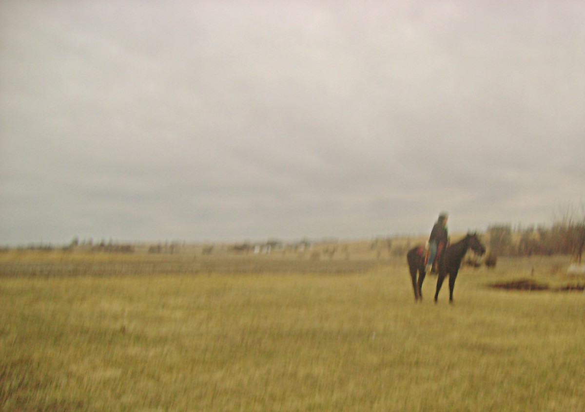 Training A Horse