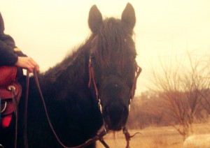 Sugar - Aged Quarter Horse Mare