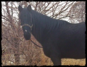 Maverick, Black Foxtrotter Gelding