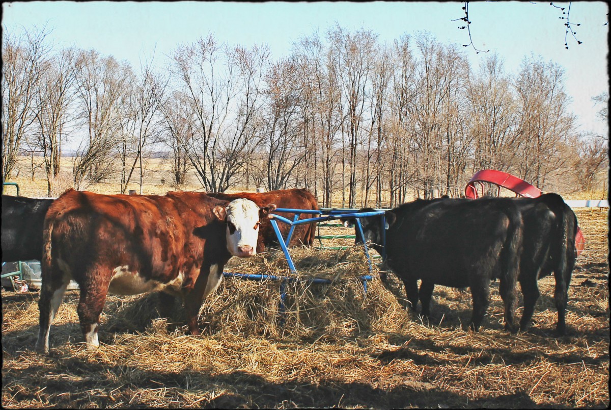 Dorothy's Last Moments At Our Farm