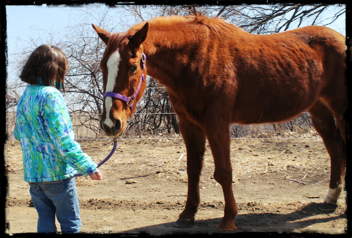 Dorothy's Stablemate Sunny