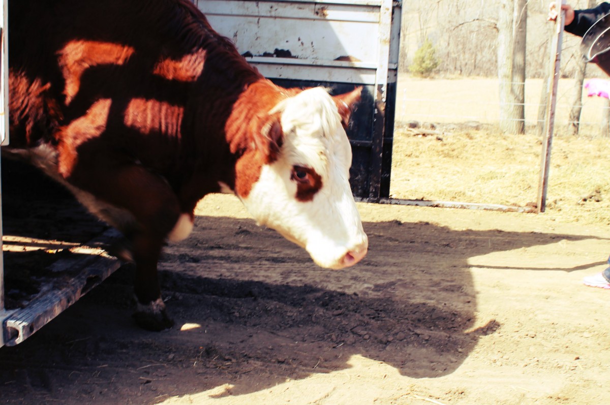 Dorothy the Hereford Cow