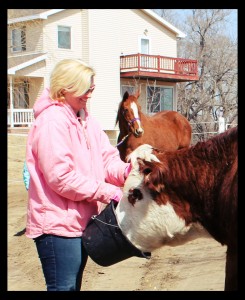 Dorothy The Cow At Her New Home