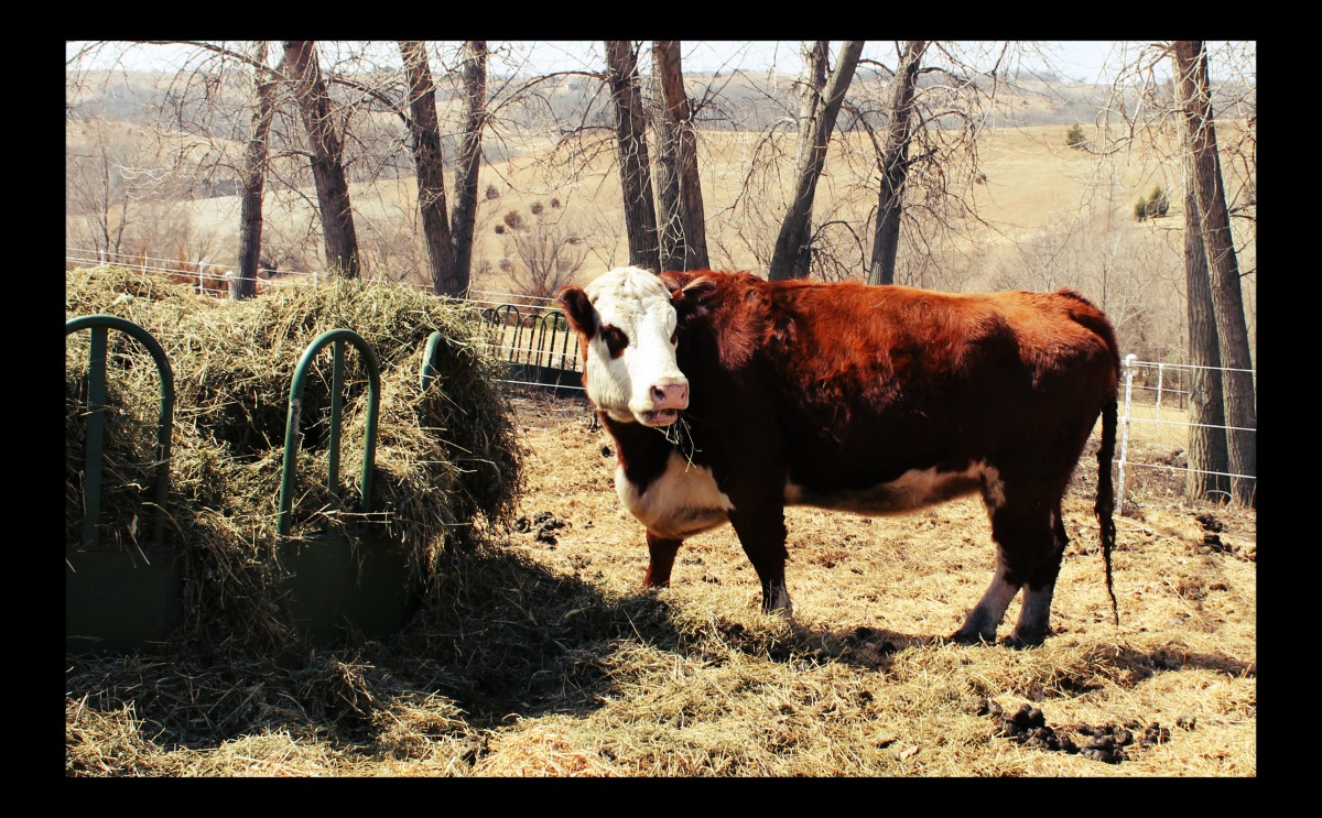 Dorothy the Cow