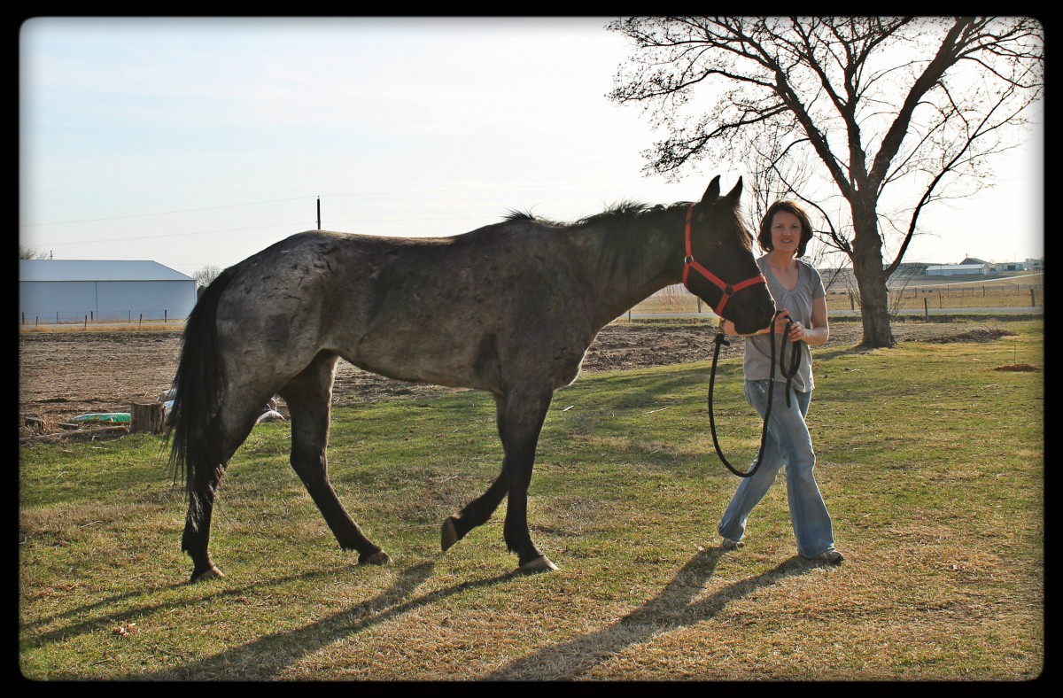 2009 AQHA Blue Roan Mare Blue Susie Q