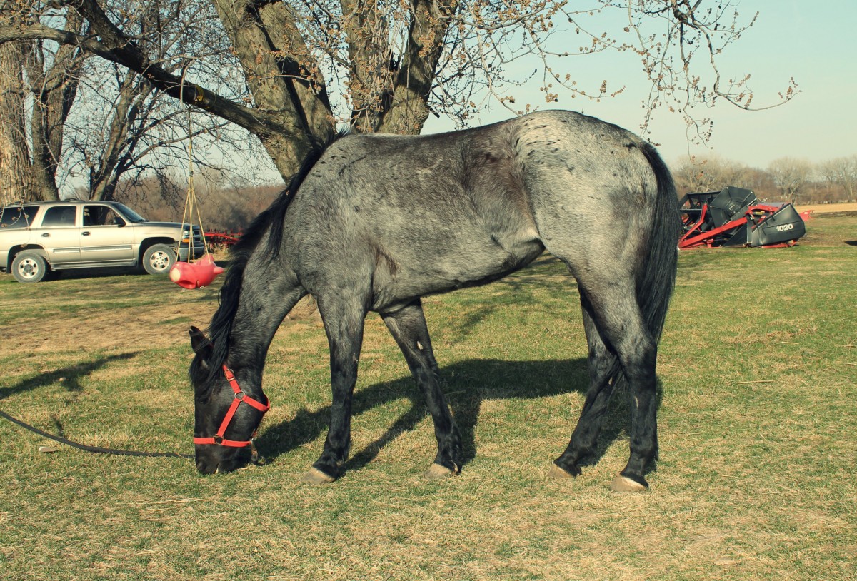 Blue Roan Mare