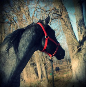 My New Blue Roan Mare