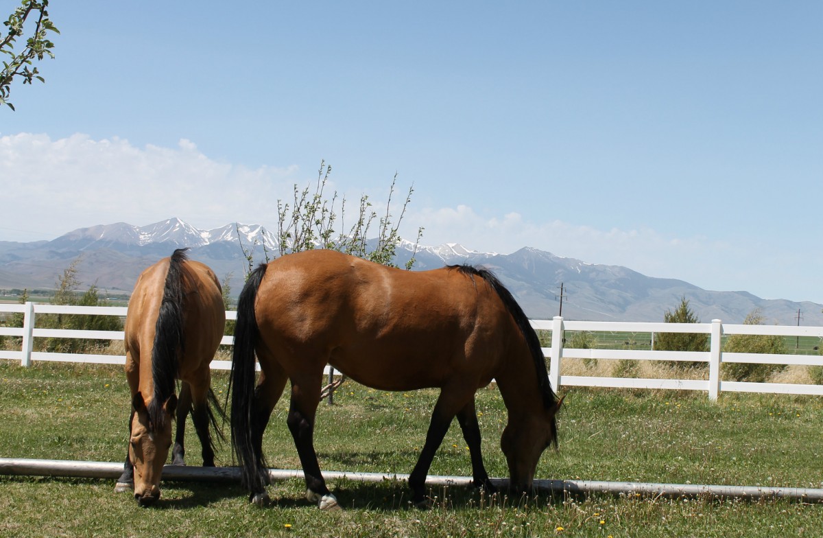 The Two Buckskin Mares Grazing