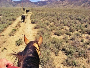 Driving Cattle Through the Sagebrush