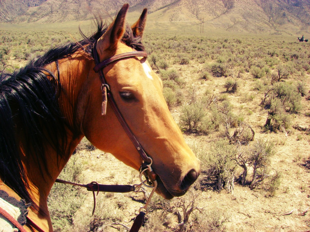 Donegal, AQHA Buckskin Mare in Idaho