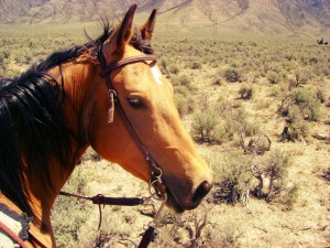 Donegal, AQHA Buckskin Mare in Idaho