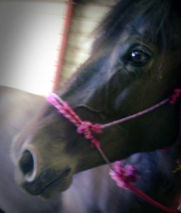 Stormy in the Barn