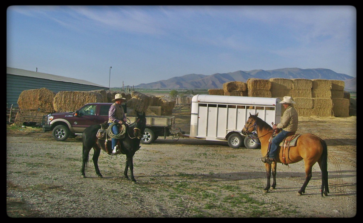 Starting Out To Work Cattle