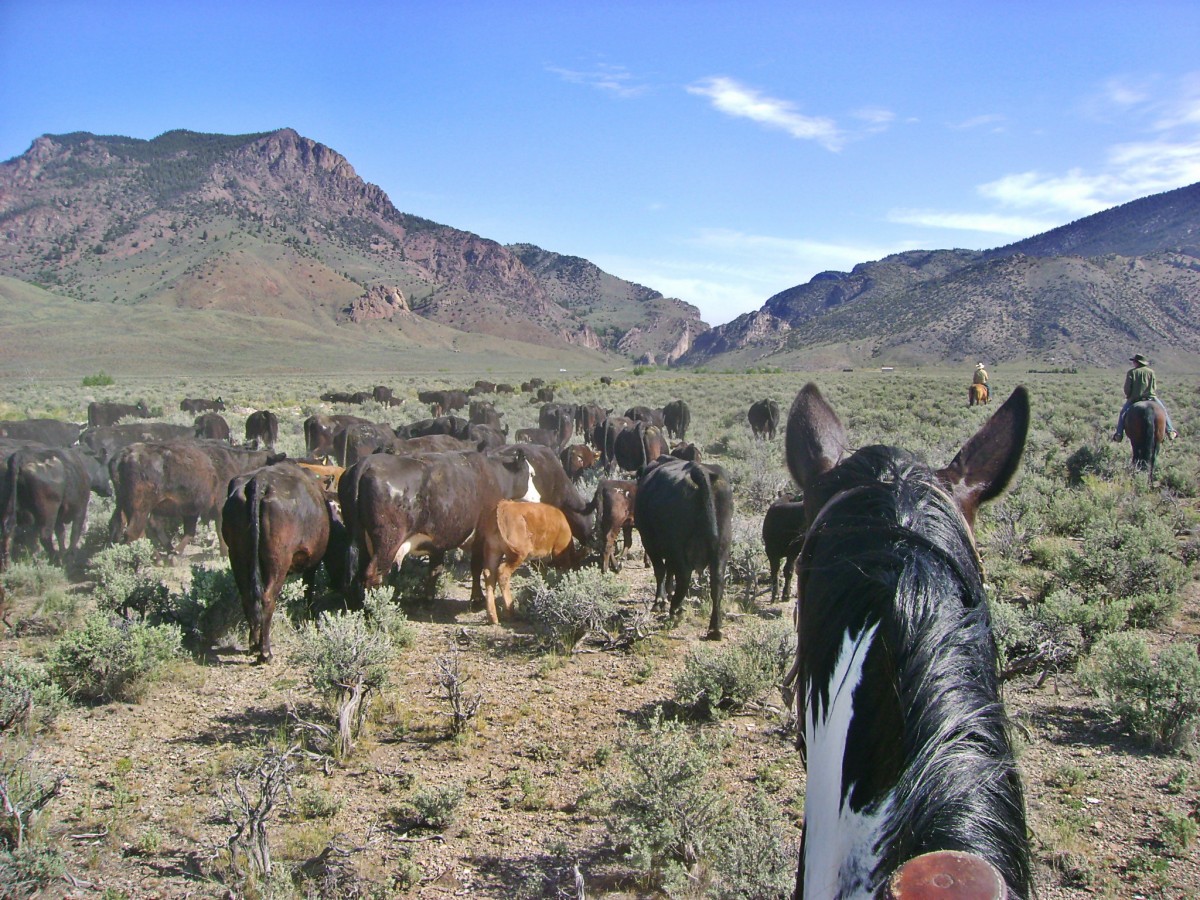 Driving Cattle To Pass Creek