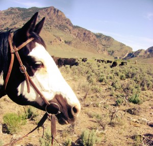 Driving Cattle Up To The Notch, Idaho