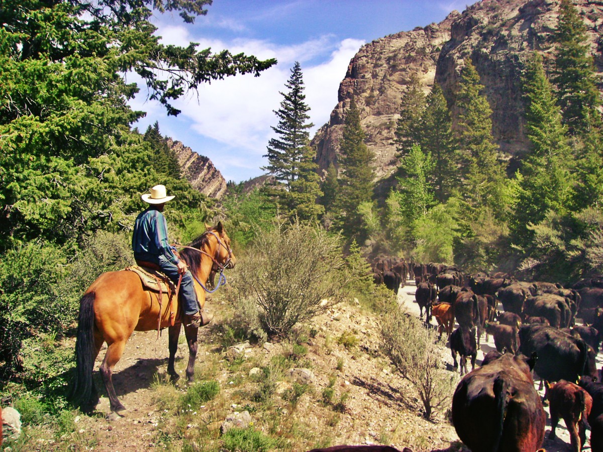 My Dad Riding His Buckskin Mare Driving Cattle