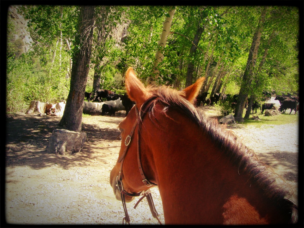 Driving Cattle on Challis