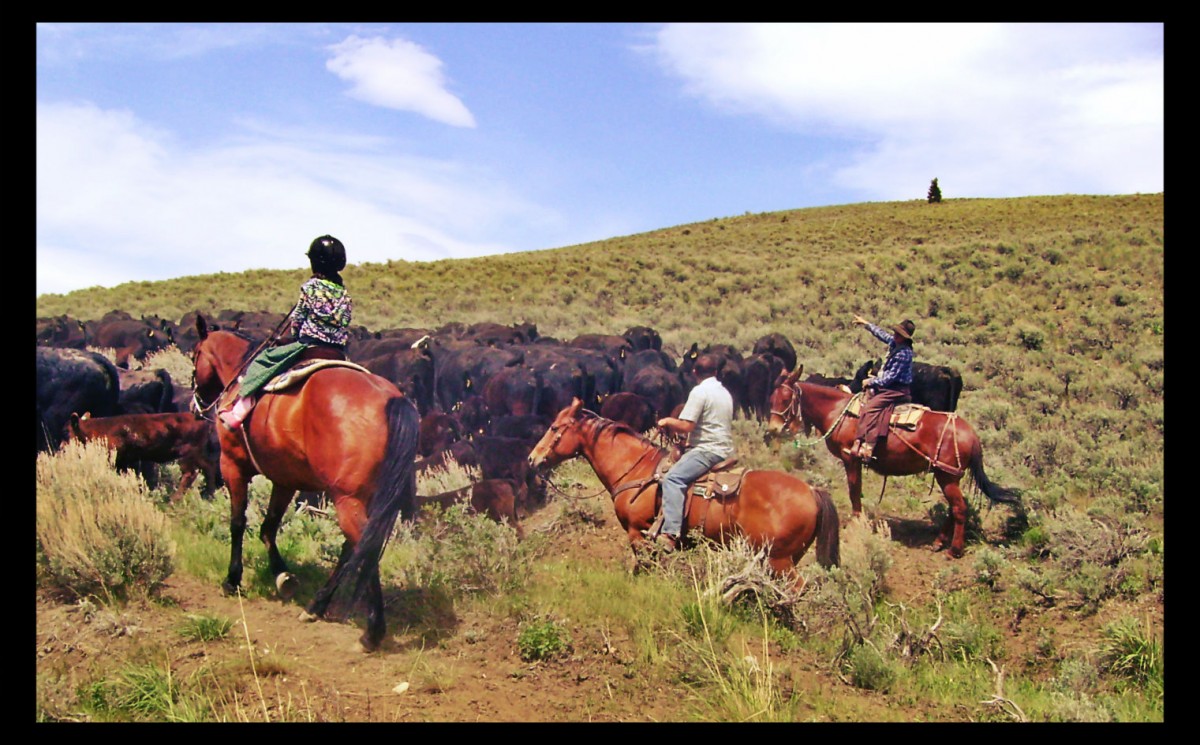 Driving Cattle Up Pass Creek idaho