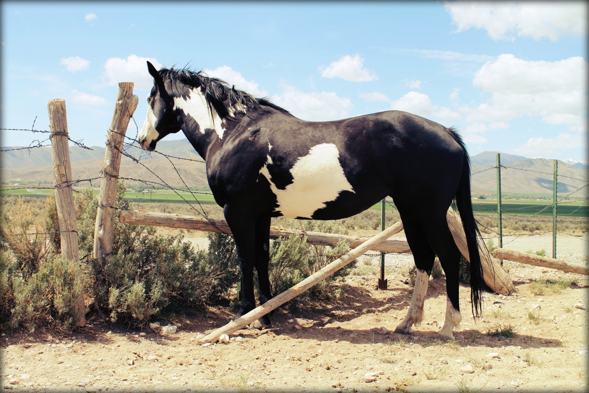 Sage, Black and White Overo Mare