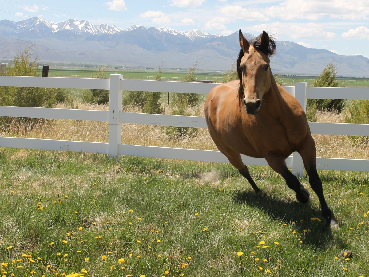 Buckskin Mare, Chicory, Running in Orchard