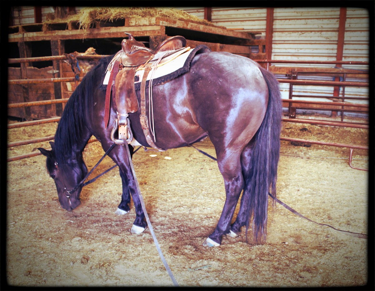 Ground Driving or Long-Reining A Horse