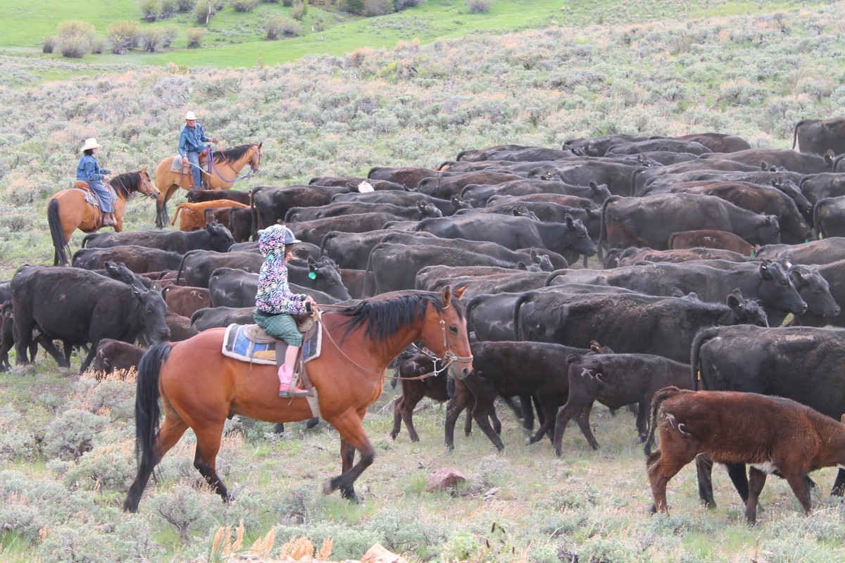 My Folks' Cattle Drive in Idaho